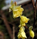 Niedrige Scheinhasel 20-25cm - Corylopsis pauciflora...