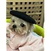 Dog Beret Hats Cats Hats Fashion Four Seasons Funny Comfortable Wool Pet Hat (Black)