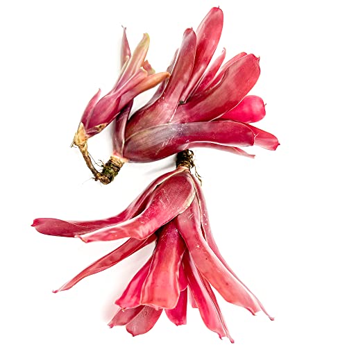 ragnaroc Live Plants - Bromeliad Neoregelia 'Fireball',...