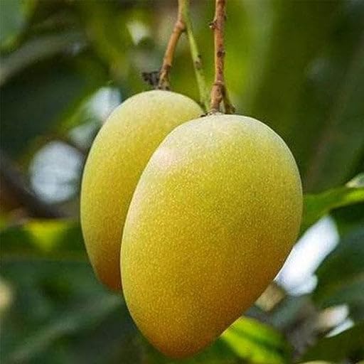 Image of Combo 2 Sarauli Mango Tree + Noorjahan Mango Plant Grafted Fruit Plant 2 Hybrid Tree Pack Of 2 inchKing Of Fruits inch Healthy Live Plant For Home Garden