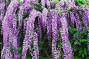 AMDGarden Pianta di Glicine Wisteria rampicante Viola in Vaso 18 cm Profumato