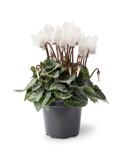 White Cyclamen Plants, 6 x Full Plants in 10.5cm Pots, Winter Flowers, Winter Cyclamens, Flowering, Garden Ready and Ready to Plant, Premium Quality Flowers