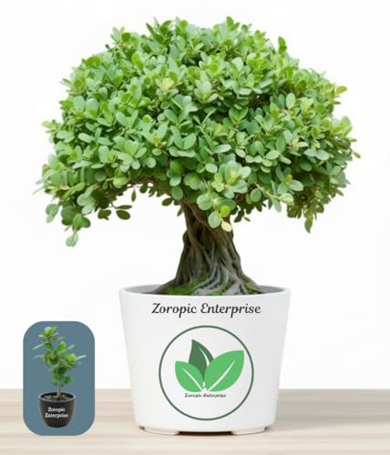 in Online Bonsai Buy | Gifting for Bonsai BONSAI出品 India Bonsai Jade | ジャケット・アウター