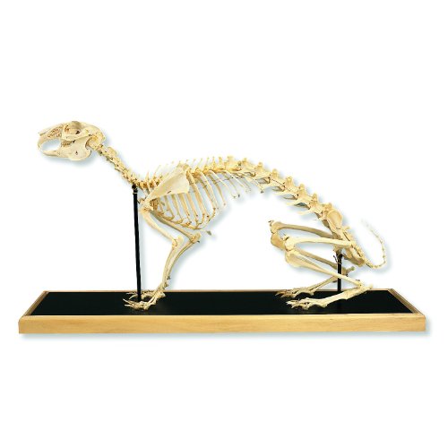 Image of 3B Scientific T30008 Hare skeleton (Lepus Europaeus)