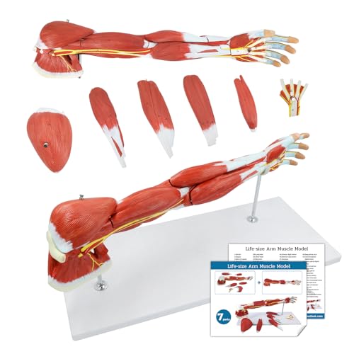 JNMFTD Human Arm Anatomical Muscle Modelï¼ŒLife Size 7 Parts Removable Upper Limb Shoulder Bone Elbow Artery Forearm Hand with Product Manual Card PVC Base for Study Teaching Medical Model Educational