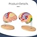 Human Brain Model for Neuroscience, Brain Model Labeled with Study Guide, Anatomy Model for Science Education Study Display