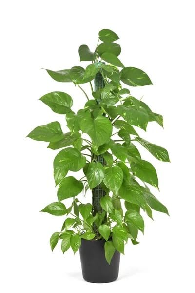 SelfLine | 6-in-1 Live Plant Combo (Money Plant, Gudhal, Rose, Nagdon, Dambel, Snake) with Free Vishnukanta Seeds – Complete Gardening Kit-image-35