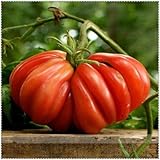 Tipo de unidad: lote (100 piezas / lote), Peso del paquete: 0.02kg (0.04lb.), Tamaño del paquete: 10cm x 10cm x 10cm (3.94in x 3.94in x 3.94in), Marca: Skunhe, Full-bloom Period : Primavera, Tipo: Planta suculenta