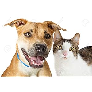 Cat Dental Care Solution Pet Teeth Health Complex Dogs and Cats Premium Care Cat Vitamin D 3 Bottle 180 Treats Cucciolini Doodles Cat dental care solution pet teeth health complex dogs and cats premium care cat vitamin d 3 bottle 180 treats cucciolini doodles