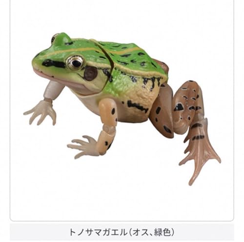 いきもの大図鑑アドバンス トノサマガエル オス 緑色 生き物大図鑑
