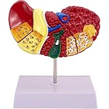 [Multifunctional Design]Ce modèle de foie est soigneusement conçu et placé sur une base amovible qui offre diverses options d'affichage. Parfait pour de multiples occasions d'enseignement et de vulgarisation scientifique