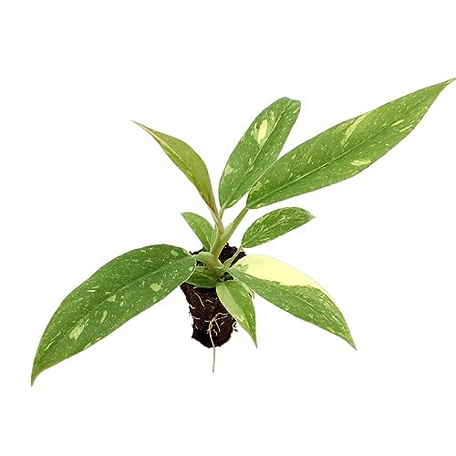 Philodendron Ring of Fire Starter Plant