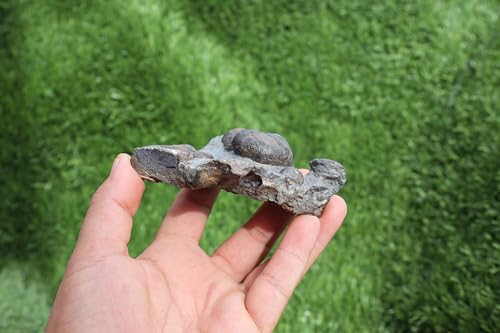 Image of Ammonite Fossil Natural Platyclymenia & Goniatites Plate Fossil Devonian Fossil from Morocco A59