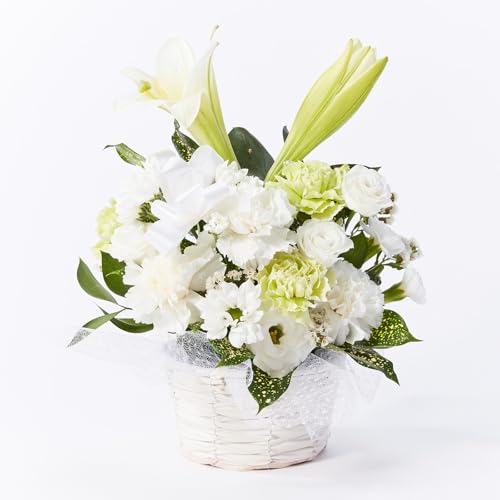 bloomee(u[~[)  ̂܂܏ AWg  MTCY ((̐lւ̊) J[ht)  ԑ  ~j ( dp p)  @ ފ ~ V~ (ԕrsv) ybg 