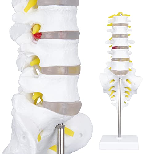 Image of Human Spine Anatomy Model - 1:1 Life Size Lumbar Vertebrae Sacrum Coccyx & Nerves Anatomical Spinal Column for Chiropractor School Medical Student Study Teaching Demonstration