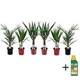 Facile da mantenere Plant in a Box - Miscela di palme per interni - Miscela di 6 - Pokon - Washingtonia - Yucca - Phoenix - Vaso 14cm - Altezza 50-70cm