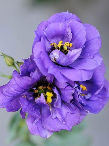Growzid Lisianthus Mariachi Flower Seeds for Terrace Balcony Gardening Home Garden Plant Summer Flower Seeds for Planting Blue Picotee (Pack Of 10 Seeds) (B0CNGKX128) Amazon Price History, Amazon Price Tracker