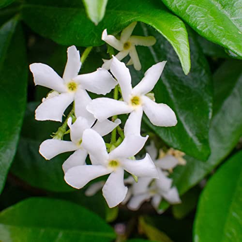Bloomique - 2er-Set - Trachelospermum Jasminoides - Toskanischer Jasmin - Weiß - Kletterpflanzen - Gartenpflanzen - Winterhart - Immergrün - 50-70 cm Hoch - Topf 15 cm