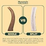 Mountain Valley Elk Antlers for Dogs - 100% Natural & Organic Chew for Aggressive Chewers, No Odor, No Mess, Long Lasting - Wild-Foraged Naturally Shed Antlers in USA - Grade A, Whole Small (3 Pack) - Image 4
