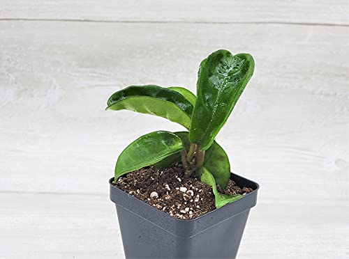 Long Hoya Krinkle8 Live Plant,Hoya Carnosa Krinkle 8, Hoya Krinkle Plant, 3 Inch Pot, Limited Quantity By 3Exoticgreen #TOP3