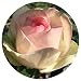 Eden Climber Rose