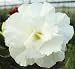 20 Fresh Seeds Adenium Obesum Desert Roses Rare www QUATRO-WHITE-KING-us
