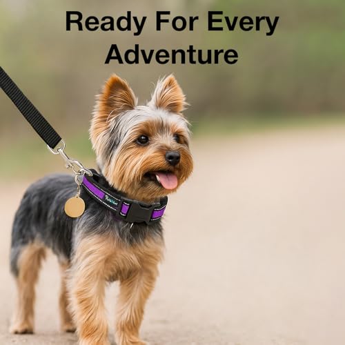 Image of Reflective Adjustable Pet Collar for Dogs and Cats - Durable Nylon Strap with Heavy-Duty Buckle | Comfortable and Safe for Walking and Training in Multiple Colors & Sizes (Purple, Small)