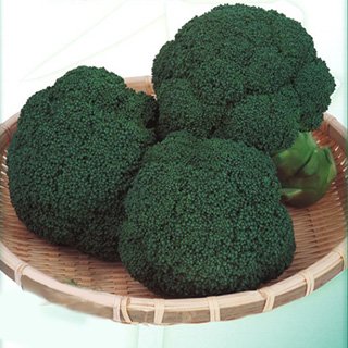 【匿名発送】ブロッコリー種子（おはよう）5000粒、これから春まき！ Amazon.co.jp: ブロッコリー 種 【 おはよう 】 ペレット5000粒 : DIY