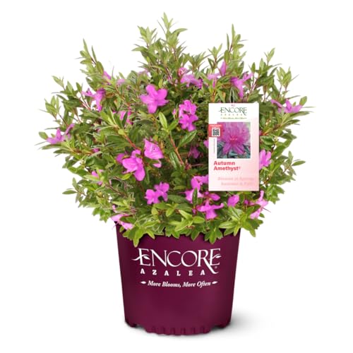 Azalea EncoreÂ® Autumn AmethystÂ®, 3 Gallon, Compact reblooming Evergreen Shrub, Part Sun, Outdoor