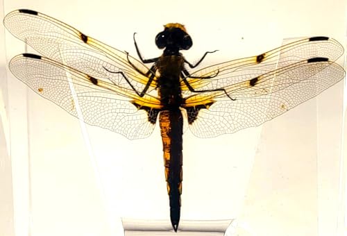 Image of 2.9 inch Real Dragonfly in Crystal Clear Lucite Resin Crafts Specimen Preserved Insect Bug Taxidermy Collection for Biology Science Education & Desk Ornament Display