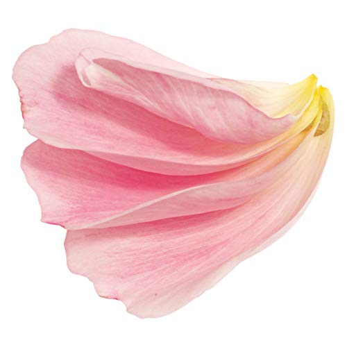 Tazo Tazo Calm Chamomile Herbal Tea Bags 24 Ct, 0.13 Kilogram #TOP5