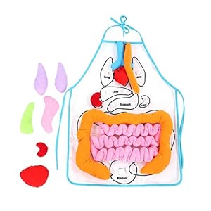 Socobeta Menselijk Lichaam Onderwijsmateriaal Onderwijs Kleurrijke Vouwbare Jonge geitjes Schort PVC&Lint voor het…