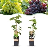 Green boutiQ - Obstpflanze - Vitis vinifera Himrod - Vanessa - Weinrebe - Kernlos - Blaue & Weiße Traube - 2 Pflanzen - Topf 15cm - Höhe 50cm