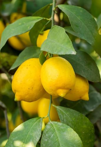 Image of Live Hybrid Kagzi Lemon Tree Plant | Grows Year-Round | Perfect for Home & Terrace Gardening