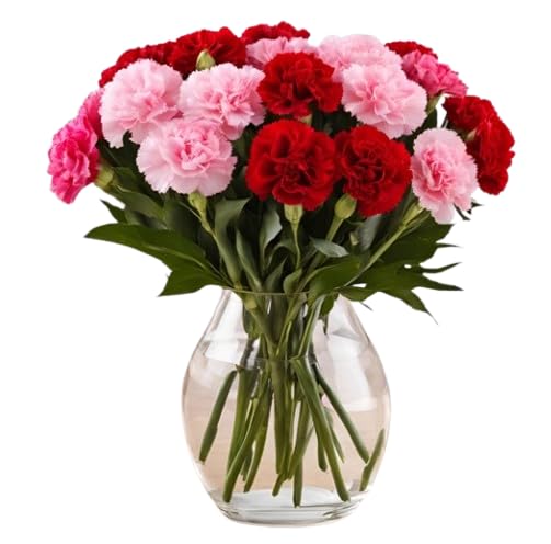 KaBloom - 18 Red And Pink Carnation With Vase - Fresh Flowers for Birthday, Valentine's & Mother's Day