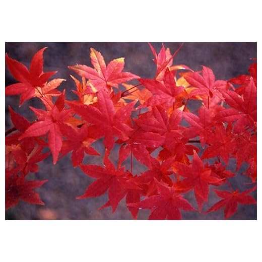 Acero rosso giapponese "Acero palmatum Momiji" pianta in vaso h. 60/100 cm Vivaio di Castelletto