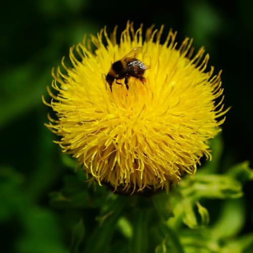 semi di fiordaliso da aiuola rialzata di fiordaliso biologici aiuola resistenti selvatici da balcone da giardino roccioso 100pcs