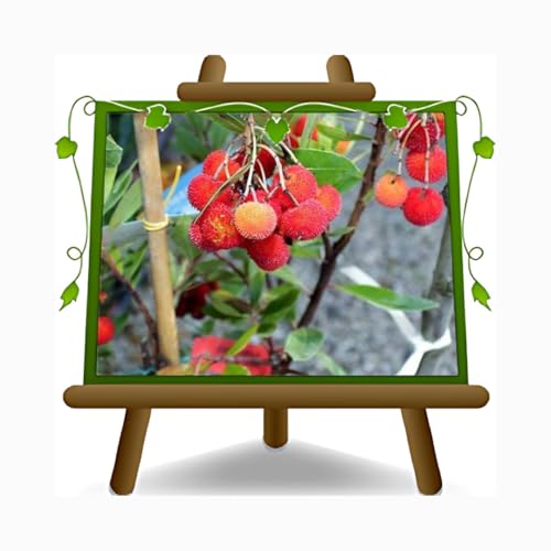 EURO PLANTS VIVAI Corbezzolo Arbutus Unedo o Ciliegia Marina - Pianta da Frutto su Vaso ø 20 cm - Altezza 120 cm - Età 2 Anni