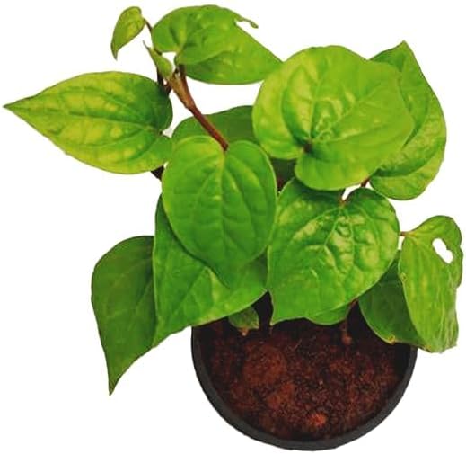 Live Banarasi Maghai Betel Leaf Plant – Sweet Metha Pan | Medicinal & Herbal Indoor/Outdoor Plant for Home Garden (Pack of 1)