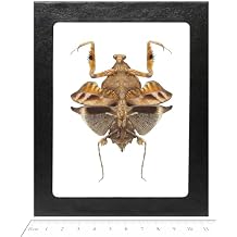 BicBugs Deroplatys lobata FEMALE dead leaf mimic praying mantis Malaysia Framed