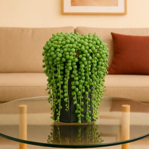 Image of Ugao Bharat Live String of Pearls Plant for Home | Hanging Succulent Decorative Plant | Indoor & Outdoor