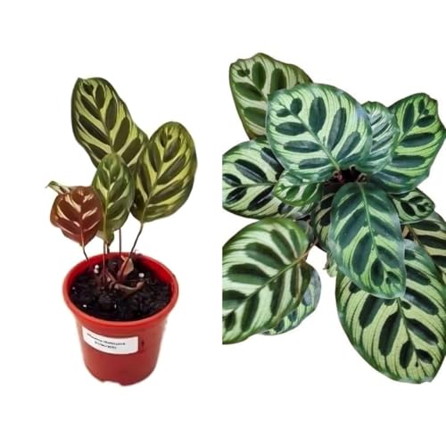 Muda Maranta Pavão - Goeppertia Makoyana - Planta Natural