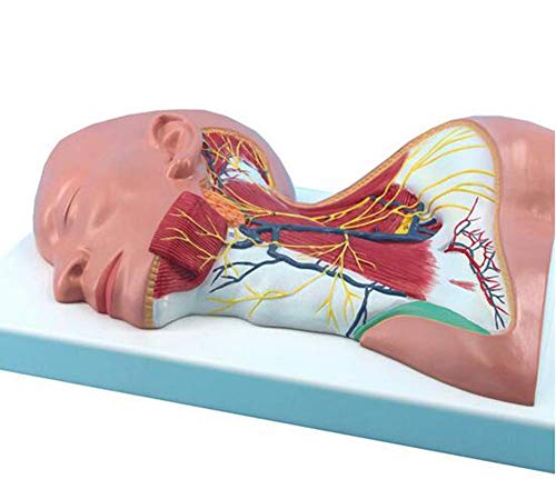 Model anatomiczny człowieka Model anatomii lokalnej szyi człowieka z anatomią skóry szyi Powierzchniowa struktura szyi P