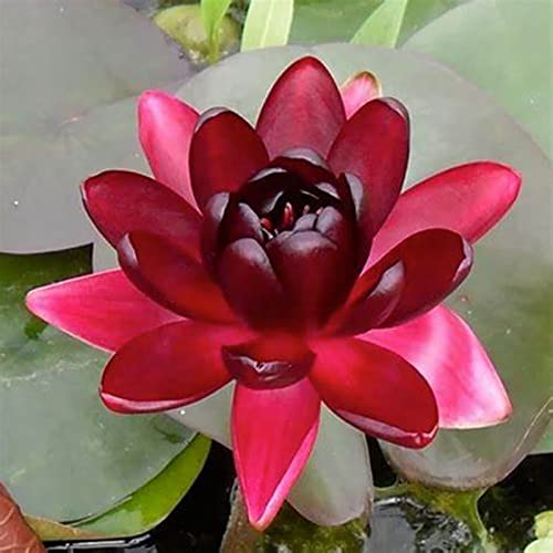 Lotus, RaritäT Mehrfarbige, SeerosenRhizome, Magic of Nature, Winterhart Rhizome, Dauerblüher, Mehrfarbig Ertragreicherg. Pflegeleicht, 60pcs-j