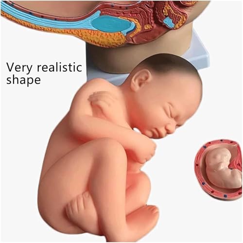 Modèle pelvis pregnancy 1:1 haut de gamme AMITD avec fœtus 9 mois détaillé