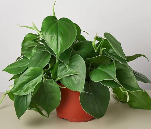 Heartleaf Philodendron Heart Live Plant in 4 inch Pot Easy Care Indoor House Plant Potting Soil Great for Hanging Planter or Basket Housewarming Gift Desk Decor Room Decor BSBD