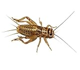 1000 Live small (1/4