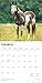 Quarter Horses | 2026 12 x 24 Inch (Hanging) Monthly Square Wall Calendar | Plastic-Free | BrownTrout | Animals Equestrian