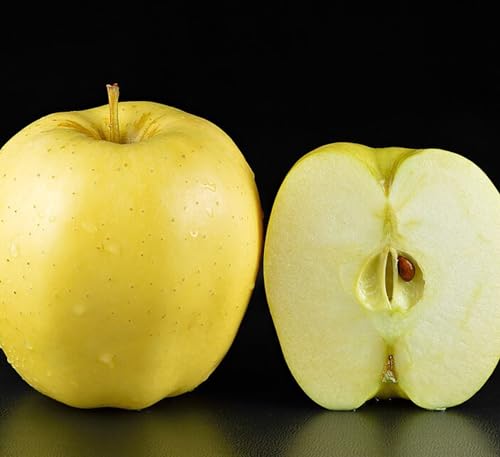 Image of Golden Apple Fruit Plant Live Tree Grafted 2 Feet - Fast Fruit Yield in 2-3 Years - Includes Golden Delicious, Royal Gala Apple Tree & Best Gala Variety for Fresh Homegrown