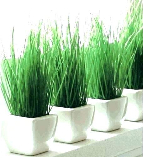 Creative Farmer Vegetable Seeds Organic Cat Grass Mix Seeds - Wheatgrass Microgreens Seeds Home Garden Seeds (B07N487WGF) Amazon Price History, Amazon Price Tracker